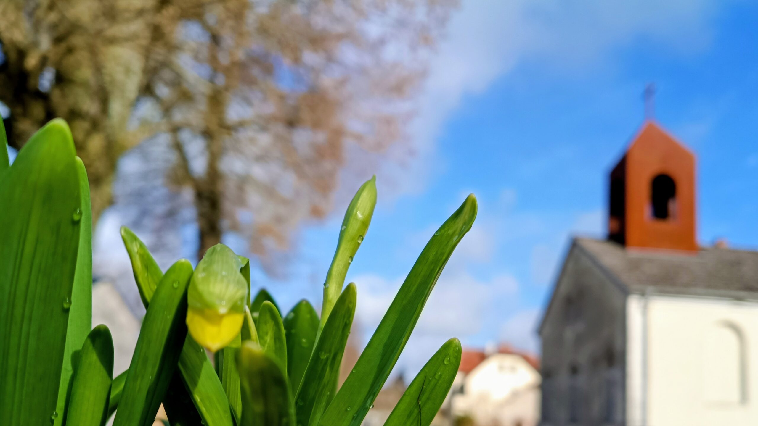 Frühblüher, im Hintergrund die Dorfkirche Melchow